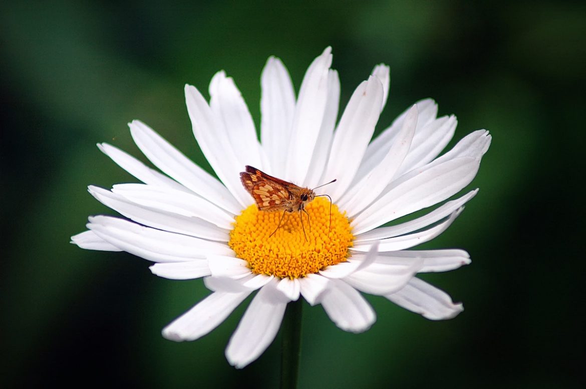 robert thiemann CmWCMEjnnTM unsplash