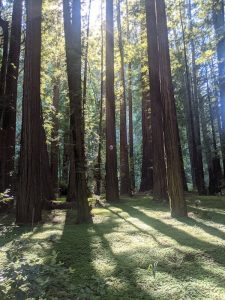 A Letter to God from the Redwoods 3