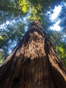 A letter to God from the Redwoods 2