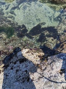 tide pool