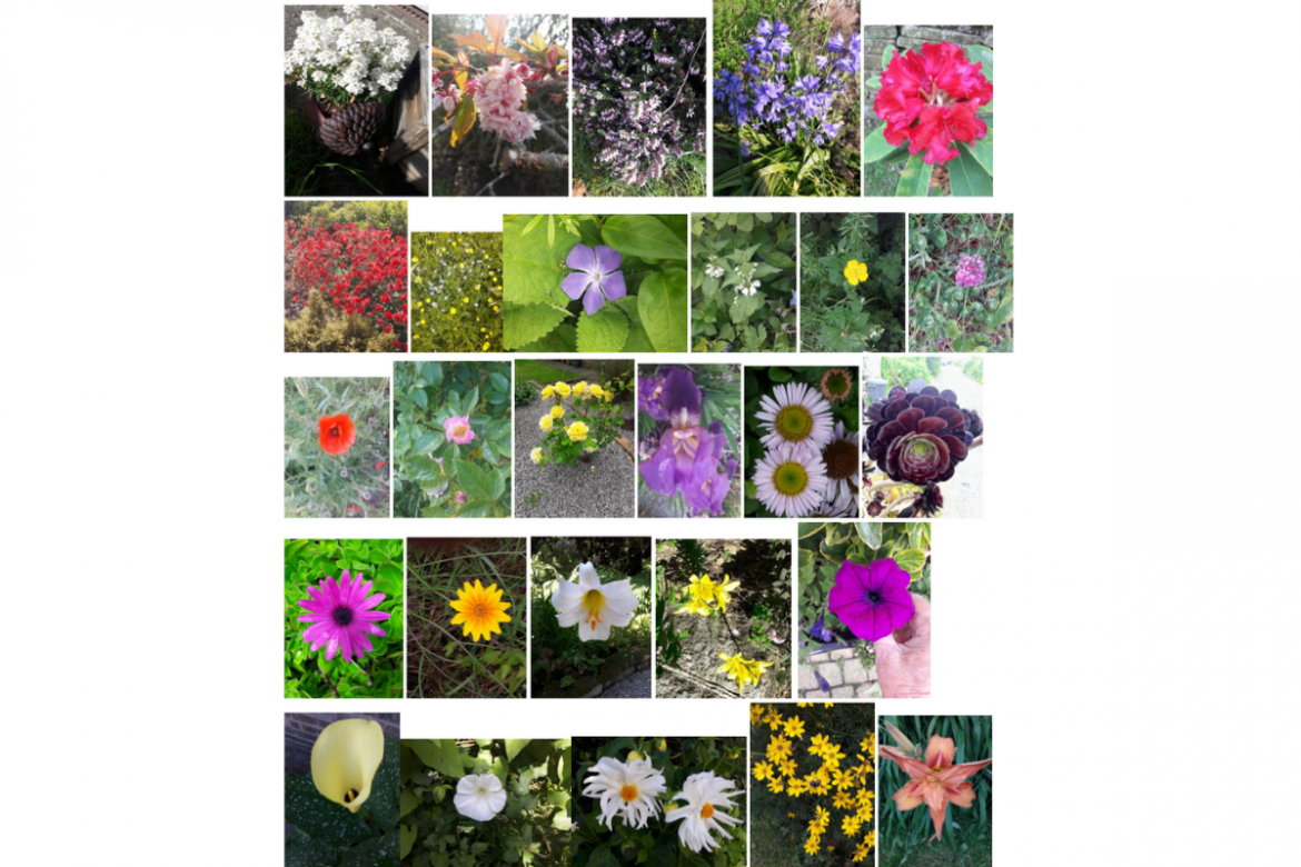 A Summer of Flowers A Summer of Flowers