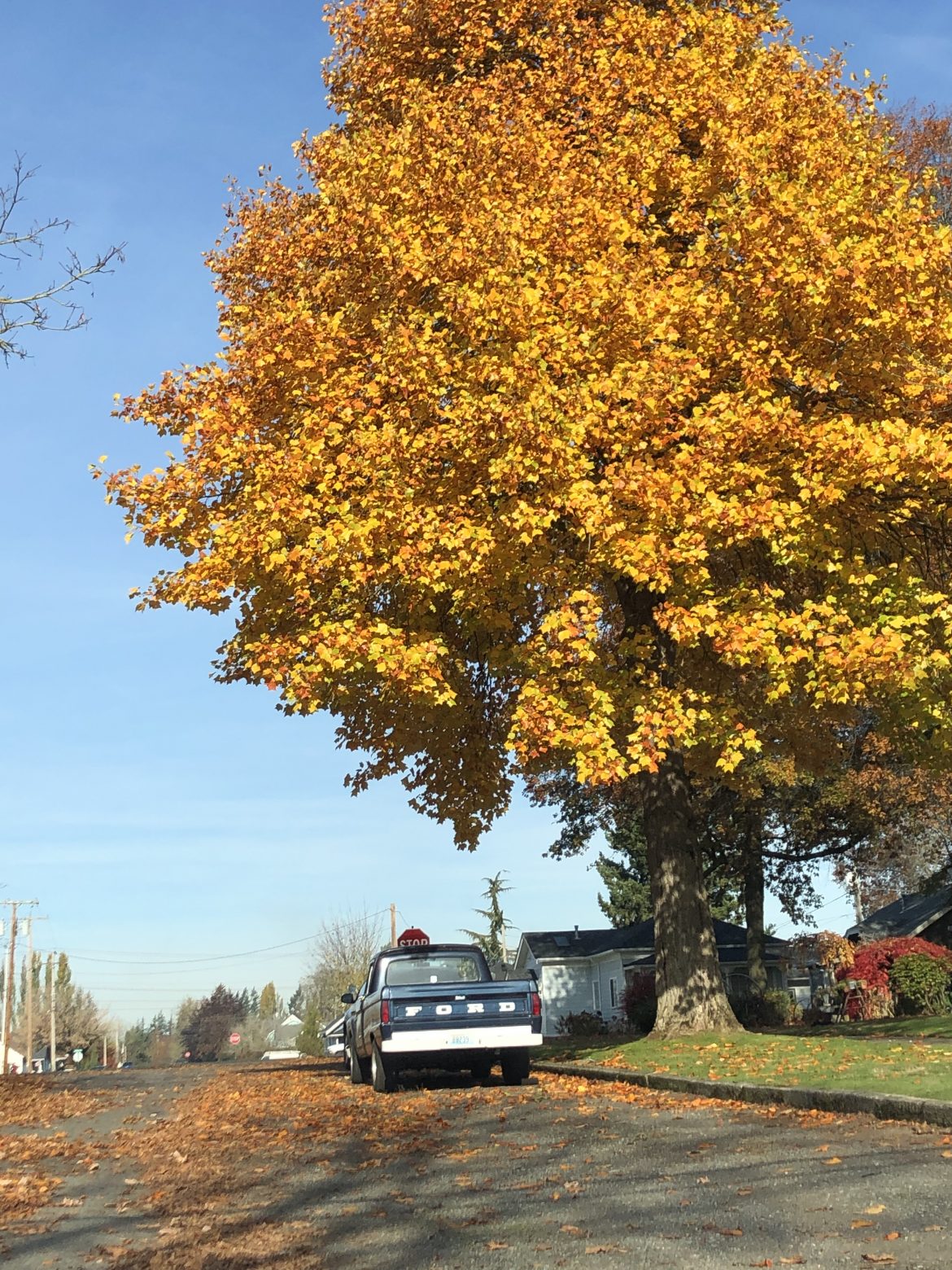 Fall Tree and Truck