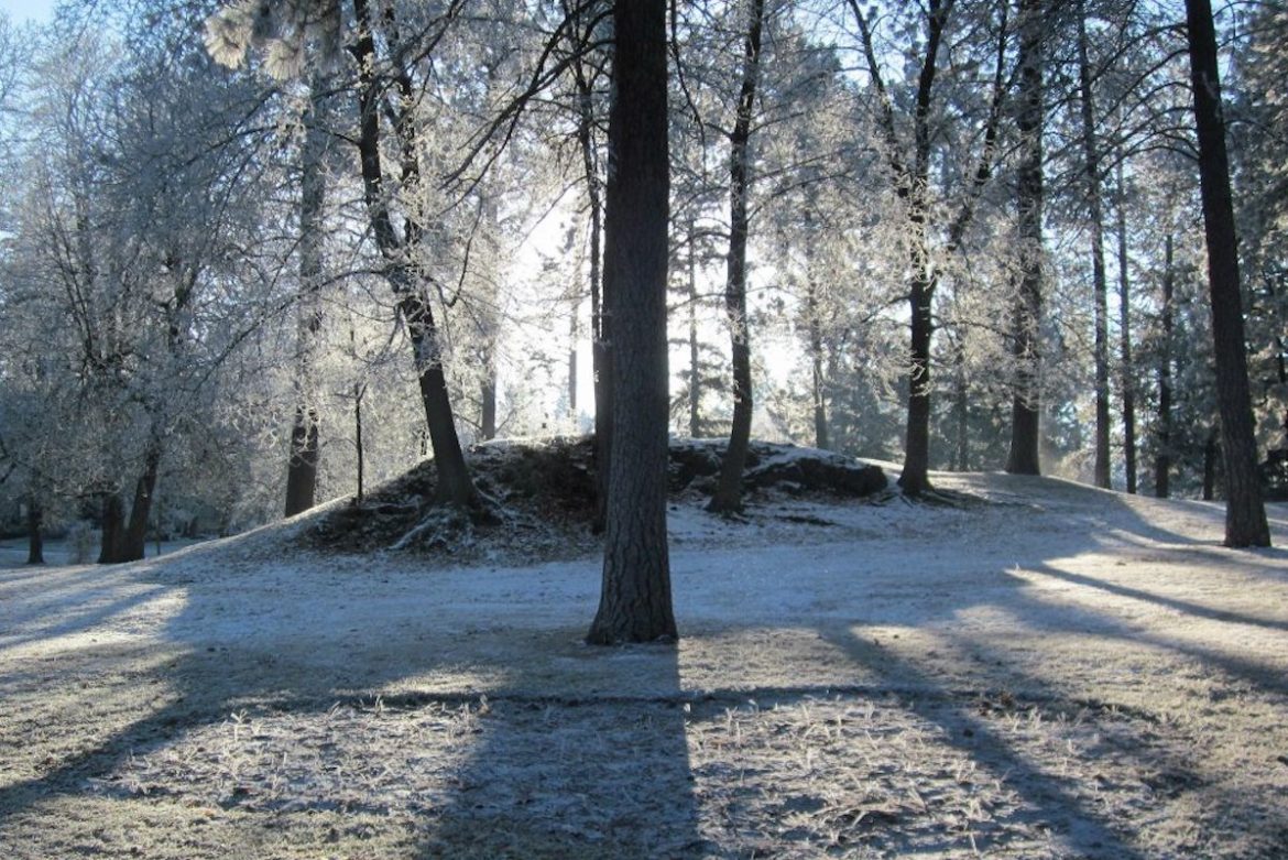 Manito Tree in Winter Light Manito Tree in Winter Light