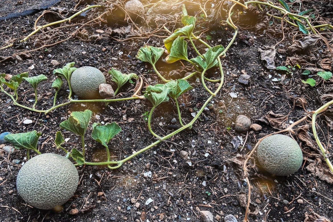 Easterly Growing Gratitude image1