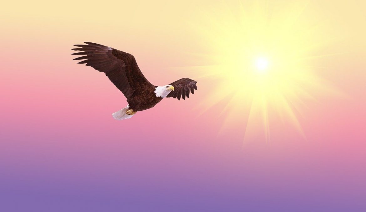 bald eagle g78b34085f 1280