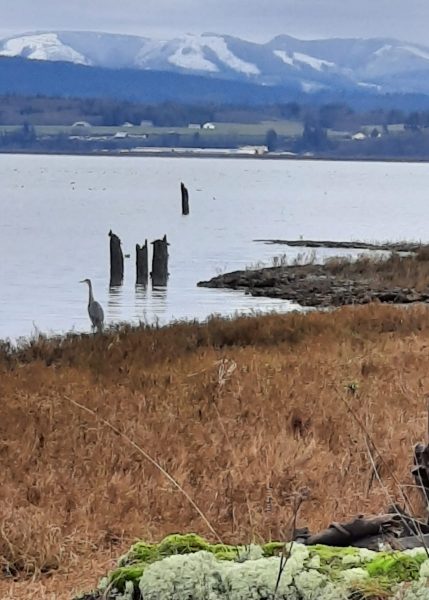 Blue Heron at English Boom