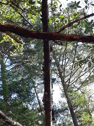 Madrone Cross opt