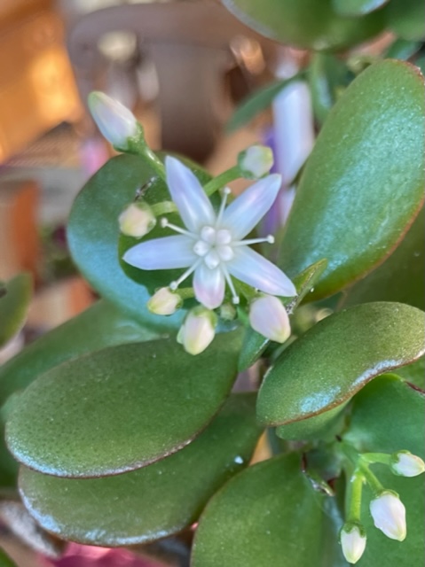 jade flowers