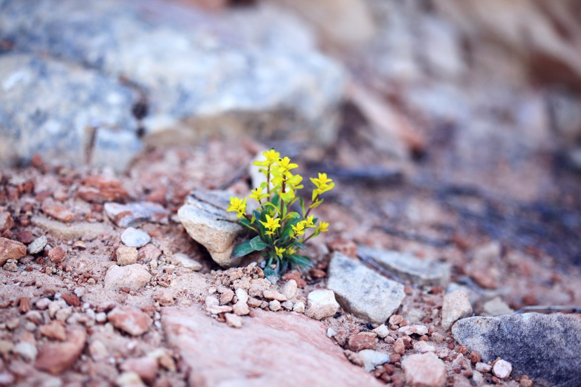 sharon mccutcheon 2eAkk5lIkC8 unsplash sharon mccutcheon 2eAkk5lIkC8 unsplash