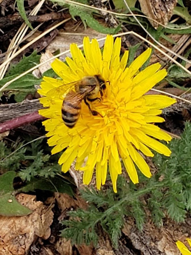 worldbeeday2 june friesen