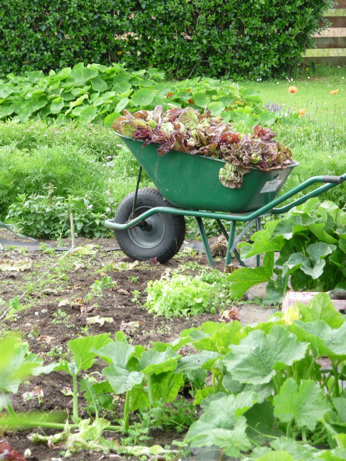 garden wheelbarrow