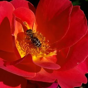 JuneFPollinators5