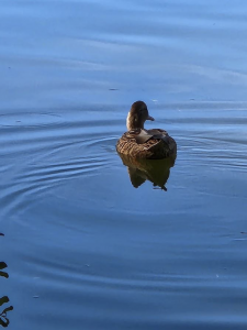 Brown female duck on the water