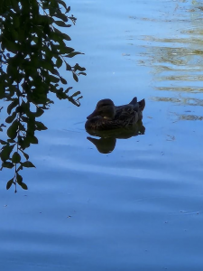 Brown female duck on the water in shadow