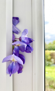 purple flowers peeking from between windows