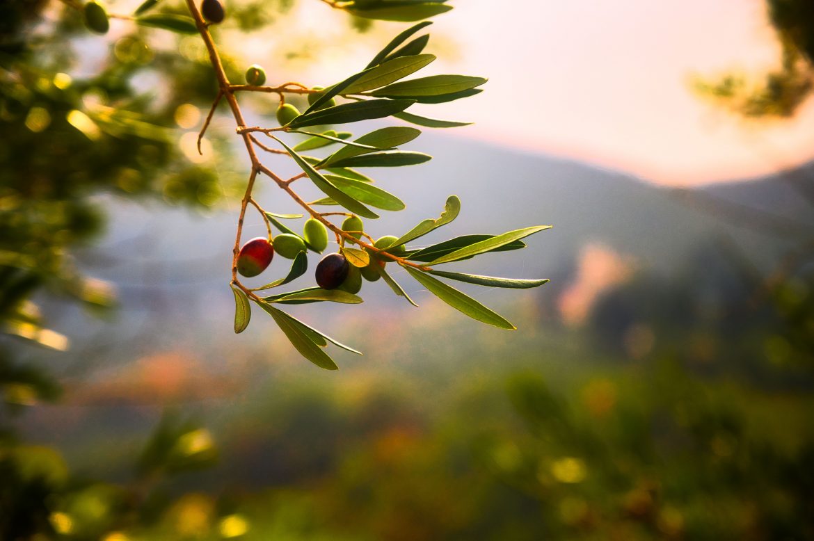 Olive branch in focus in front of a mountain