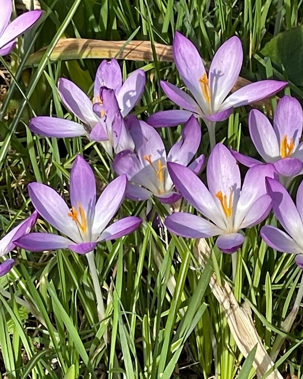 Purple flowers blooming