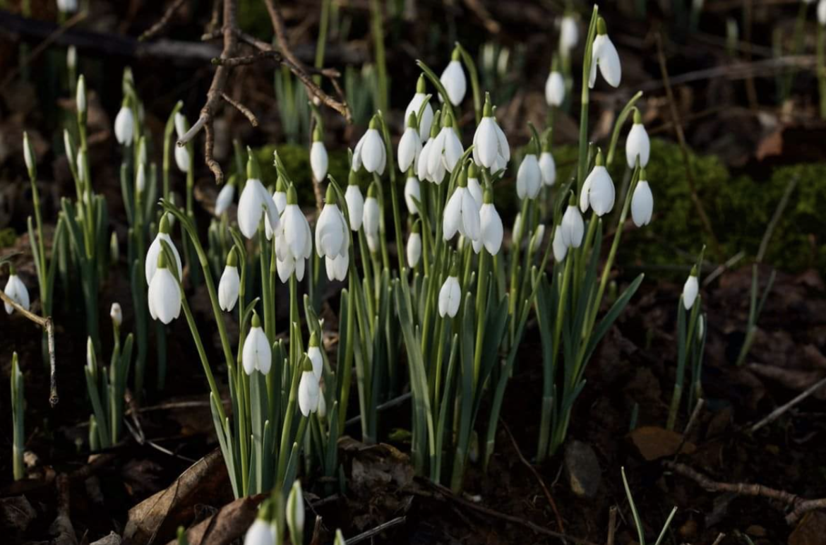 Small white flowers