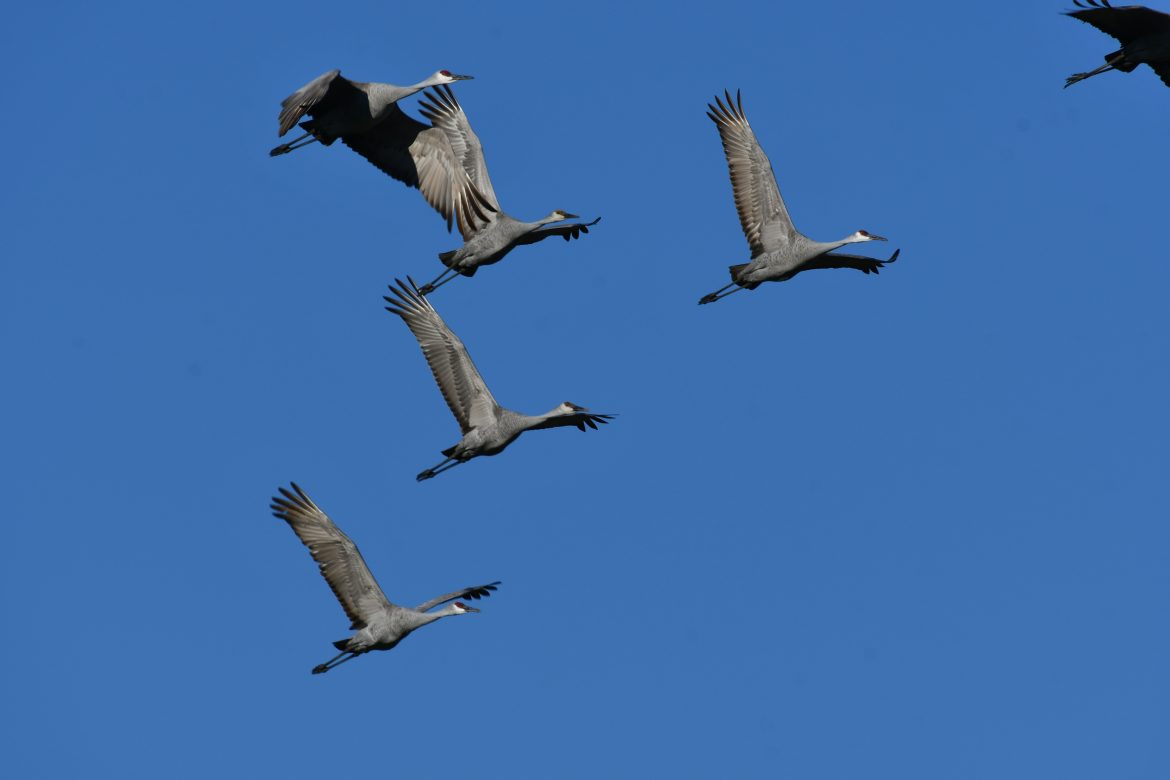 Five herons flying against a blue sky