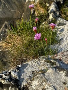 iona wildflower