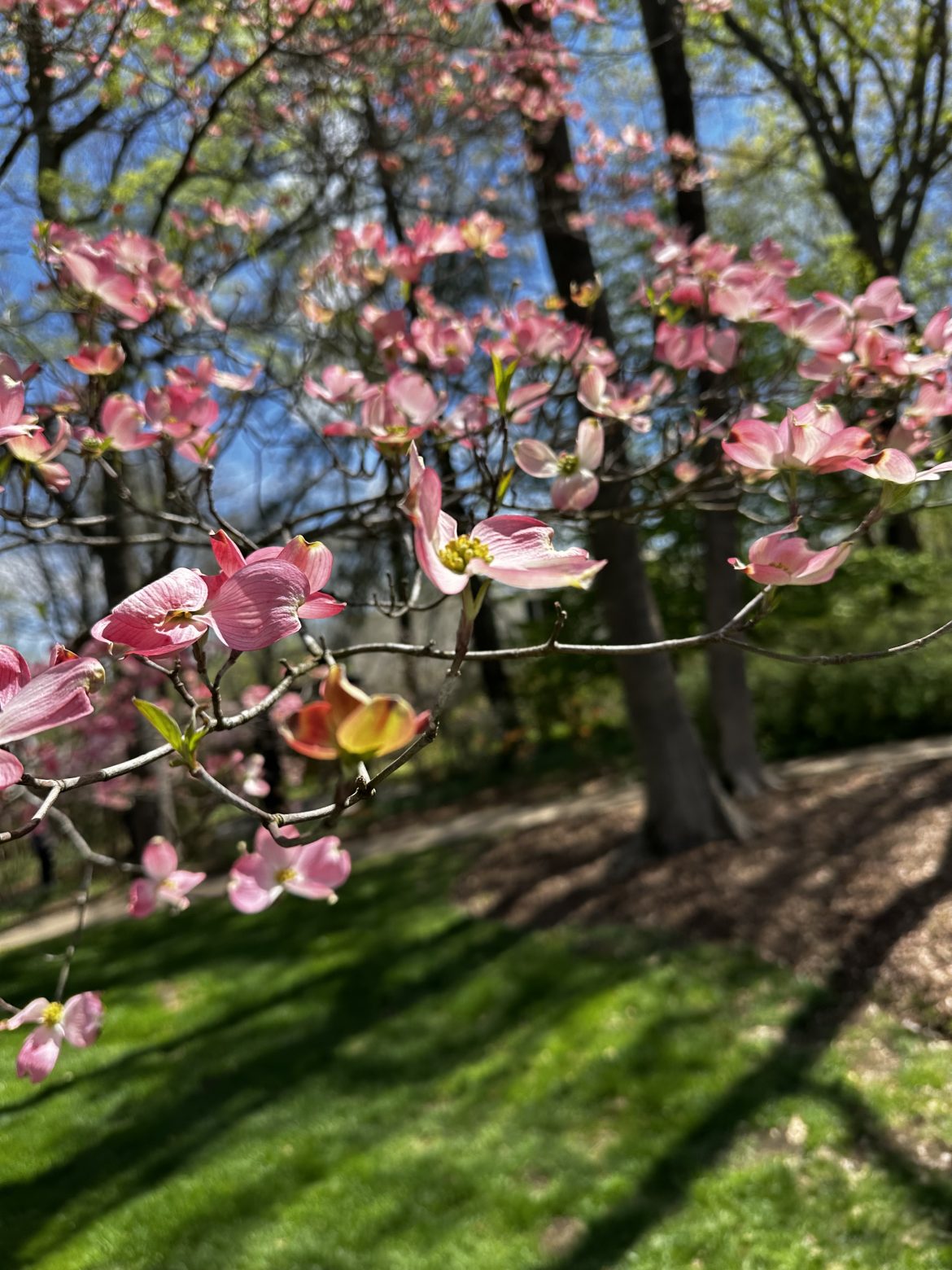 dogwood trees