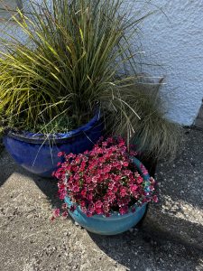 potted plant iona